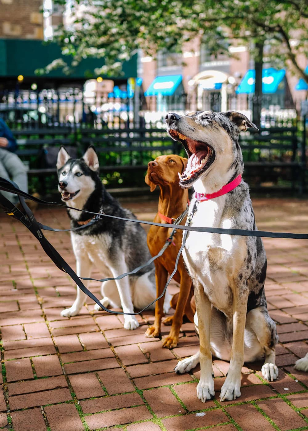 Three dogs sitting together on leashes in a sunlit city park
